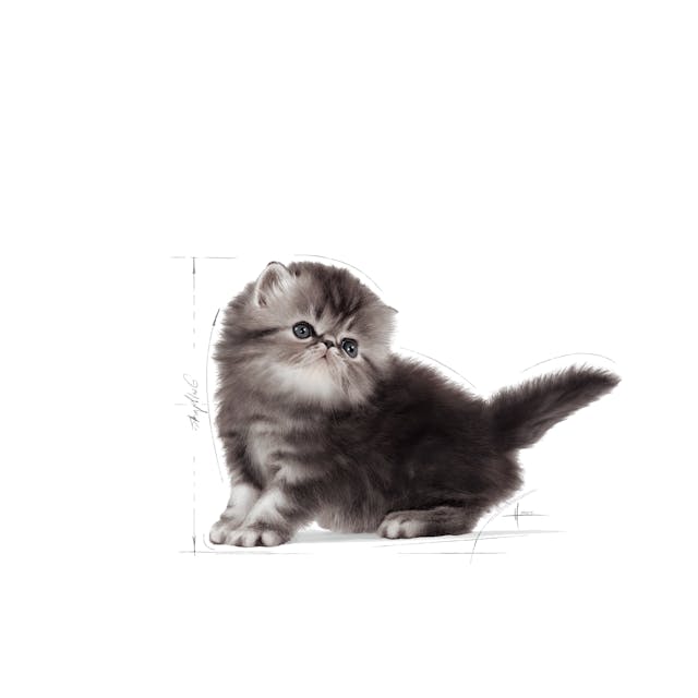 ROYAL CANIN-PERSIAN KITTEN 1.3 KGS