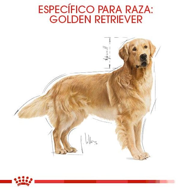 ROYAL CANIN-GOLDEN ADULTO 13 KG
