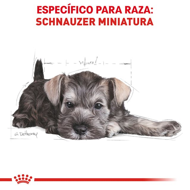 ROYAL CANIN-MINI SCHNAUZER PUPPY 1.1