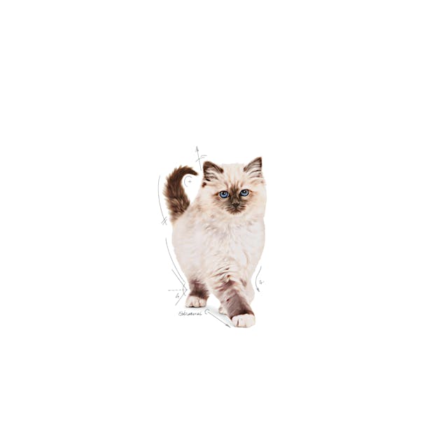 ROYAL CANIN-GATITO 3.2 KG