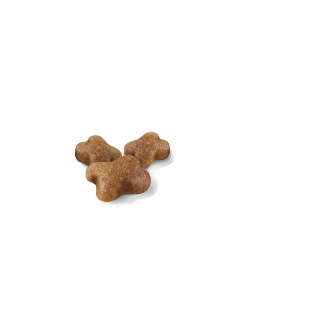 ROYAL CANIN-GATITO 3.2 KG